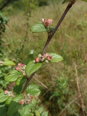 Cotoneaster simonsii