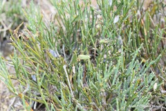 Cytisus oromediterraneus