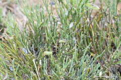 Cytisus oromediterraneus