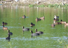 Heteronetta atricapilla