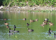 Heteronetta atricapilla