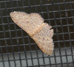 Idaea trissorma