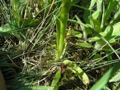 Anacamptis morio caucasica