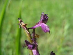 Anacamptis morio caucasica