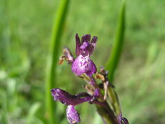 Anacamptis morio caucasica