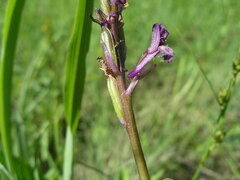 Anacamptis morio caucasica