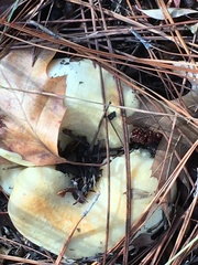 Lactarius alnicola
