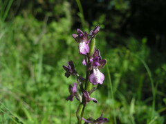 Anacamptis morio caucasica