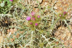 Carduus carpetanus