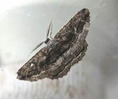 Scioglyptis canescaria