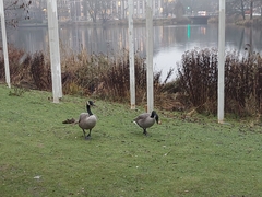 Branta canadensis