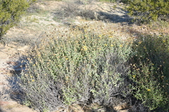 Encelia asperifolia