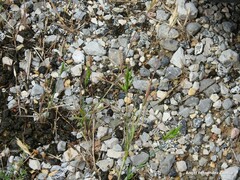 Bromus hordeaceus