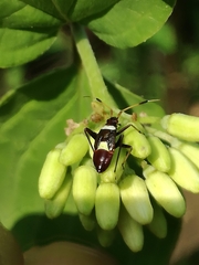 Closterotomus biclavatus