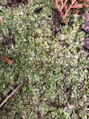 Pellia neesiana