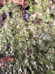 Pellia neesiana