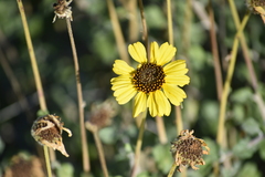 Encelia asperifolia