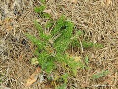 Genista hispanica