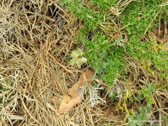 Genista hispanica