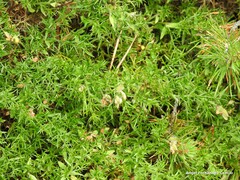 Genista hispanica