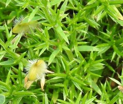 Genista hispanica