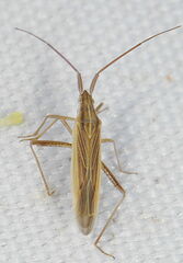 Stenodema calcarata