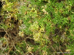 Genista hispanica