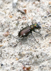 Cicindela scutellaris