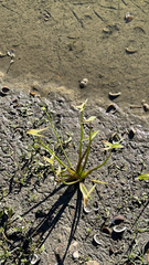 Sagittaria sagittifolia