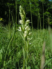 Cephalanthera epipactoides