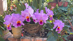 Cattleya trianae