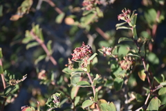 Euphorbia tomentulosa