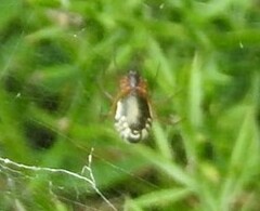 Frontinellina frutetorum