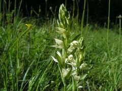 Cephalanthera epipactoides