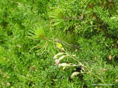 Frontinellina frutetorum