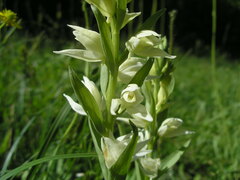 Cephalanthera epipactoides