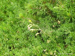 Genista hispanica