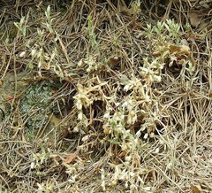 Arenaria montana