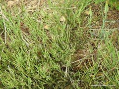 Cytisus oromediterraneus