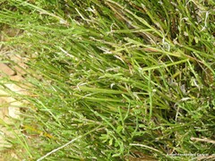 Cytisus oromediterraneus