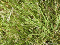 Cytisus oromediterraneus