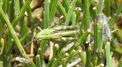 Chorthippus binotatus