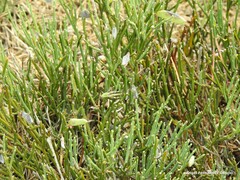 Cytisus oromediterraneus