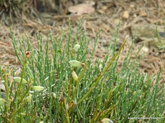 Cytisus oromediterraneus