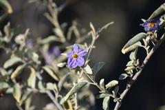 Solanum hindsianum