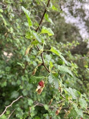 Ribes californicum