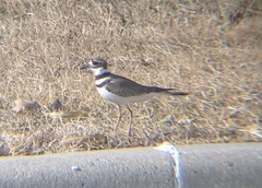 Charadrius vociferus