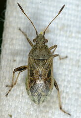 Stictopleurus punctatonervosus