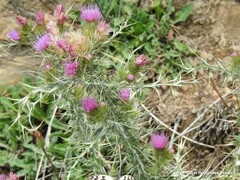 Carduus carpetanus
