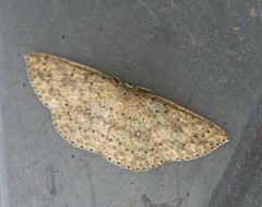 Cyclophora turneri